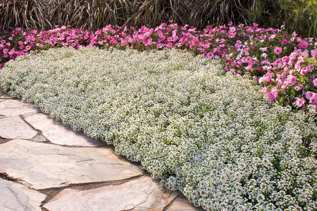 Snow Princess® Sweet Alyssum | Proven Winners® - Image 5