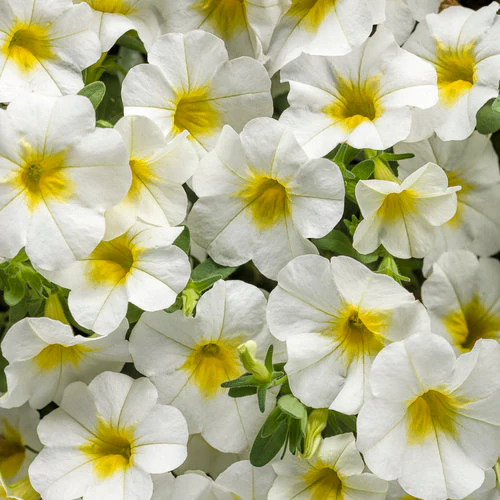 Superbells® Over Easy™ Calibrachoa | Proven Winners®
