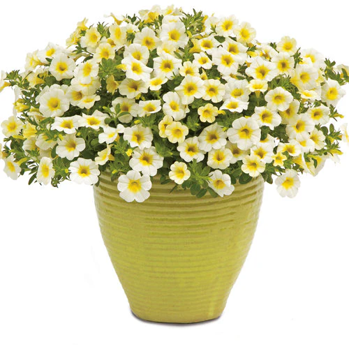 Superbells® Over Easy™ Calibrachoa | Proven Winners® - Image 2