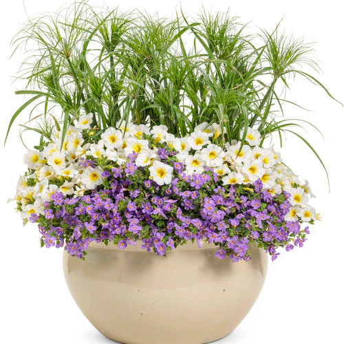 Superbells® Over Easy™ Calibrachoa | Proven Winners® - Image 3