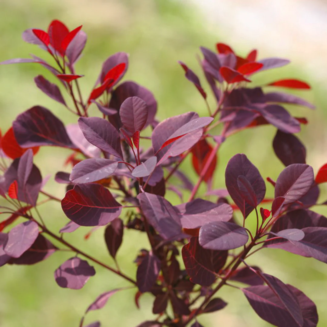 Winecraft Black® Smokebush | Proven Winners®