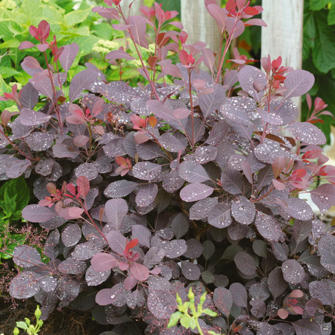 Winecraft Black® Smokebush | Proven Winners® - Image 2