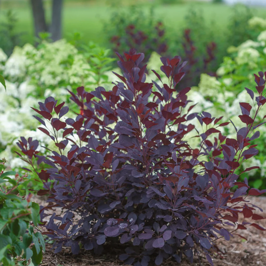 Winecraft Black® Smokebush | Proven Winners® - Image 3