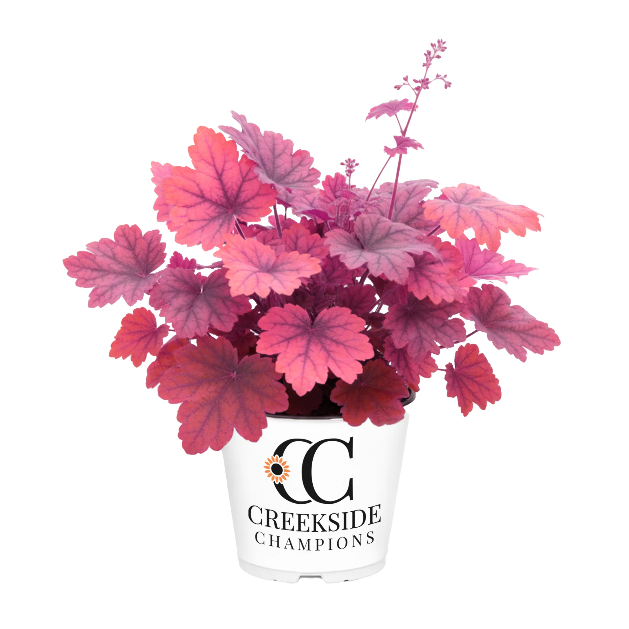Georgia Plum' Heuchera | Creekside Champions™