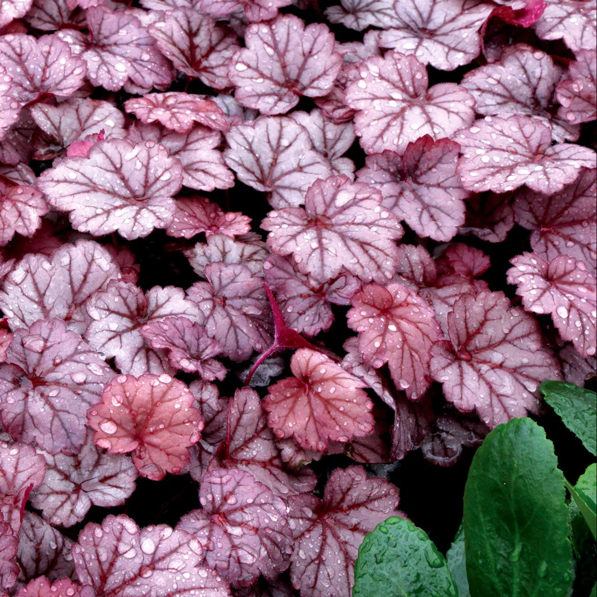 Georgia Plum' Heuchera | Creekside Champions™ - Image 10