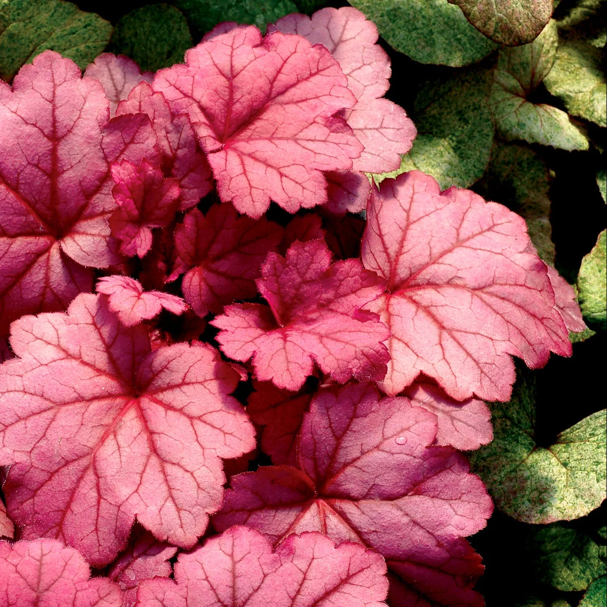 Georgia Plum' Heuchera | Creekside Champions™ - Image 11