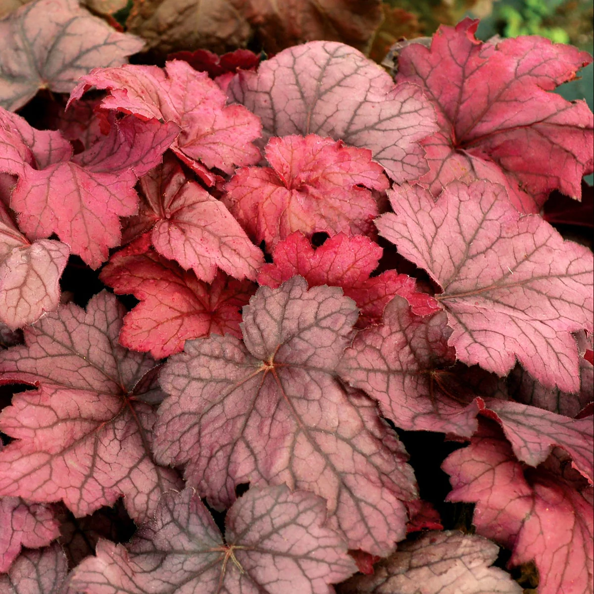 Georgia Plum' Heuchera | Creekside Champions™ - Image 12