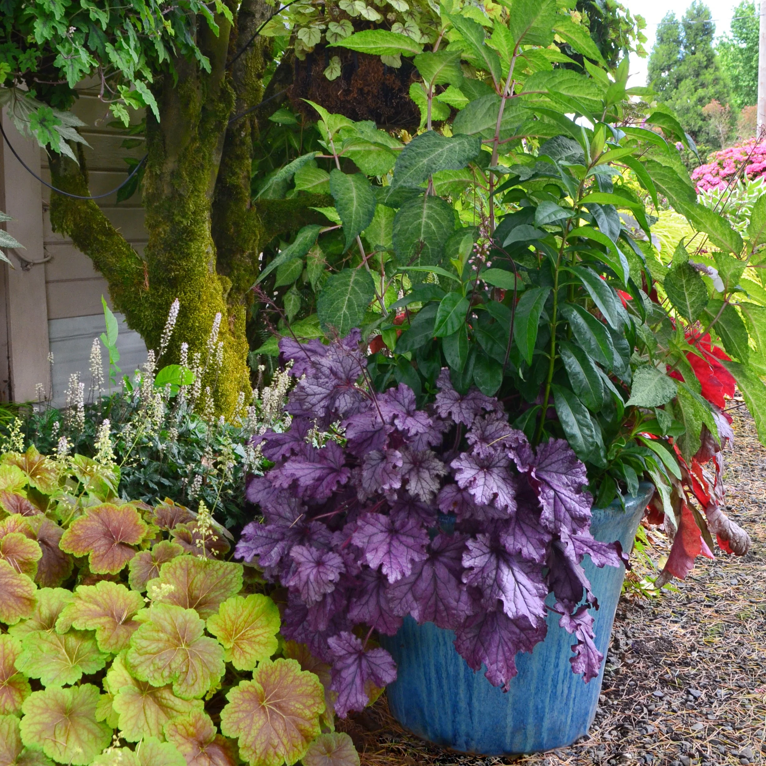 Georgia Plum' Heuchera | Creekside Champions™ - Image 13