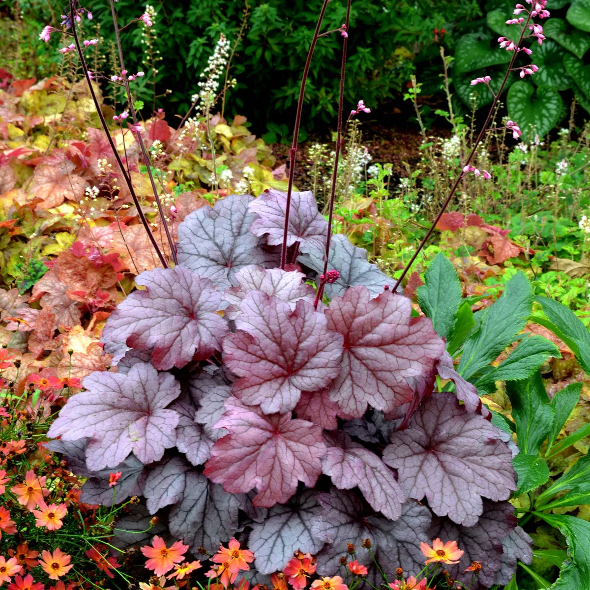 Georgia Plum' Heuchera | Creekside Champions™ - Image 2