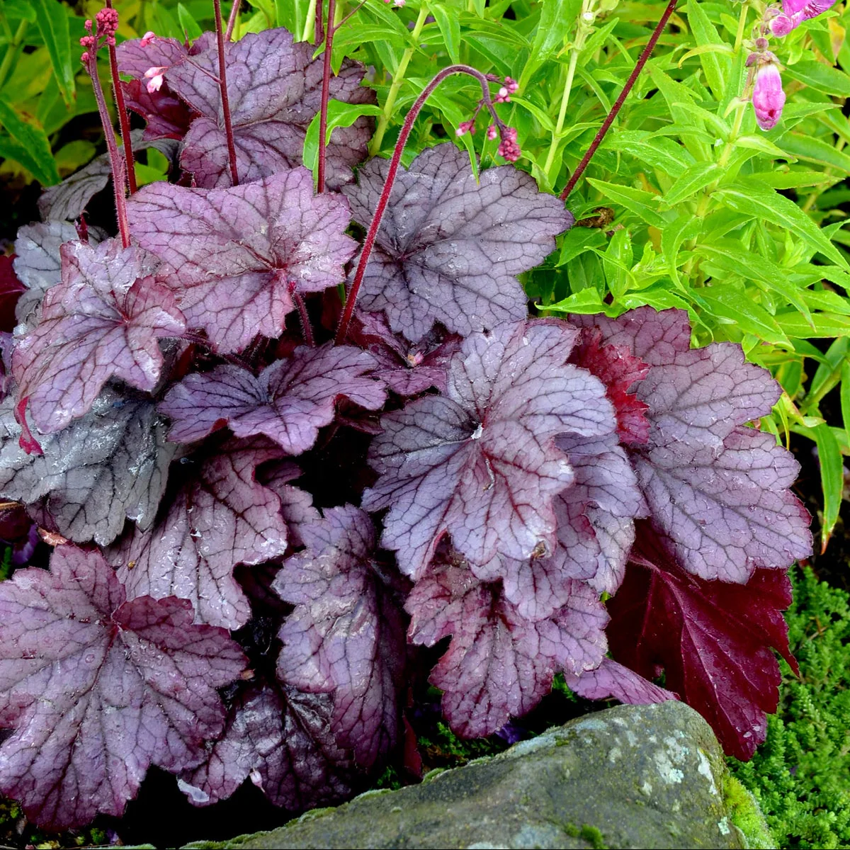 Georgia Plum' Heuchera | Creekside Champions™ - Image 3