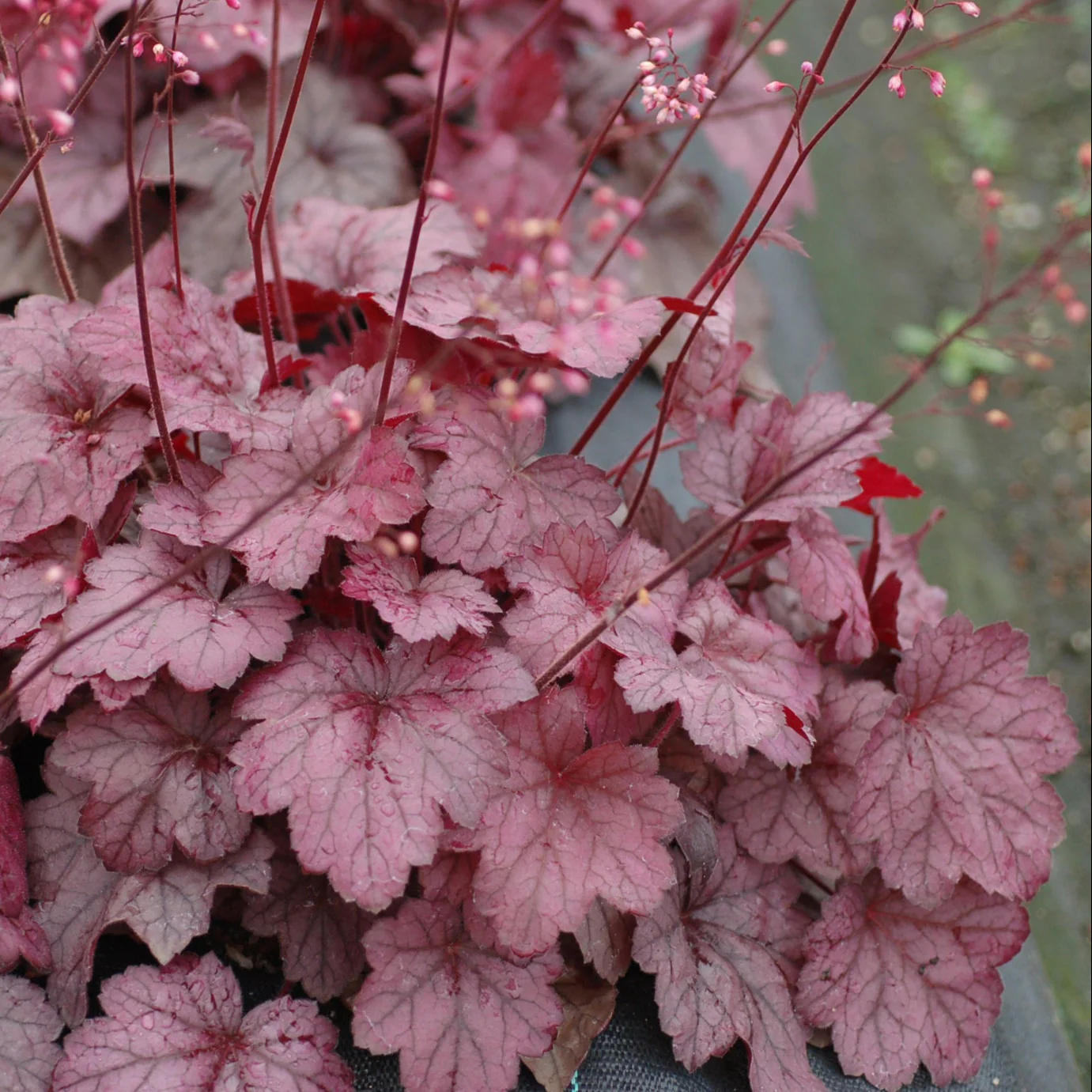 Georgia Plum' Heuchera | Creekside Champions™ - Image 4