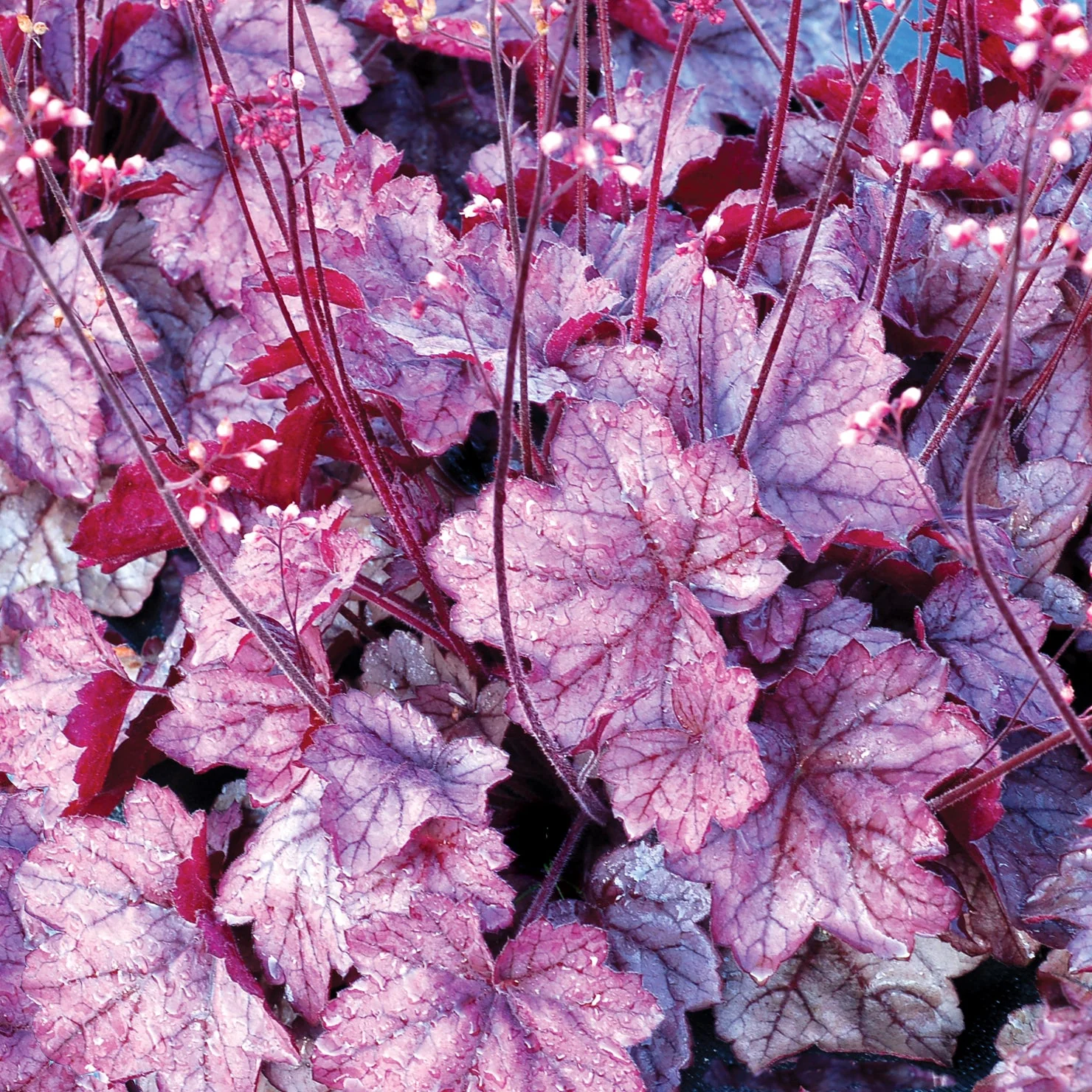 Georgia Plum' Heuchera | Creekside Champions™ - Image 5