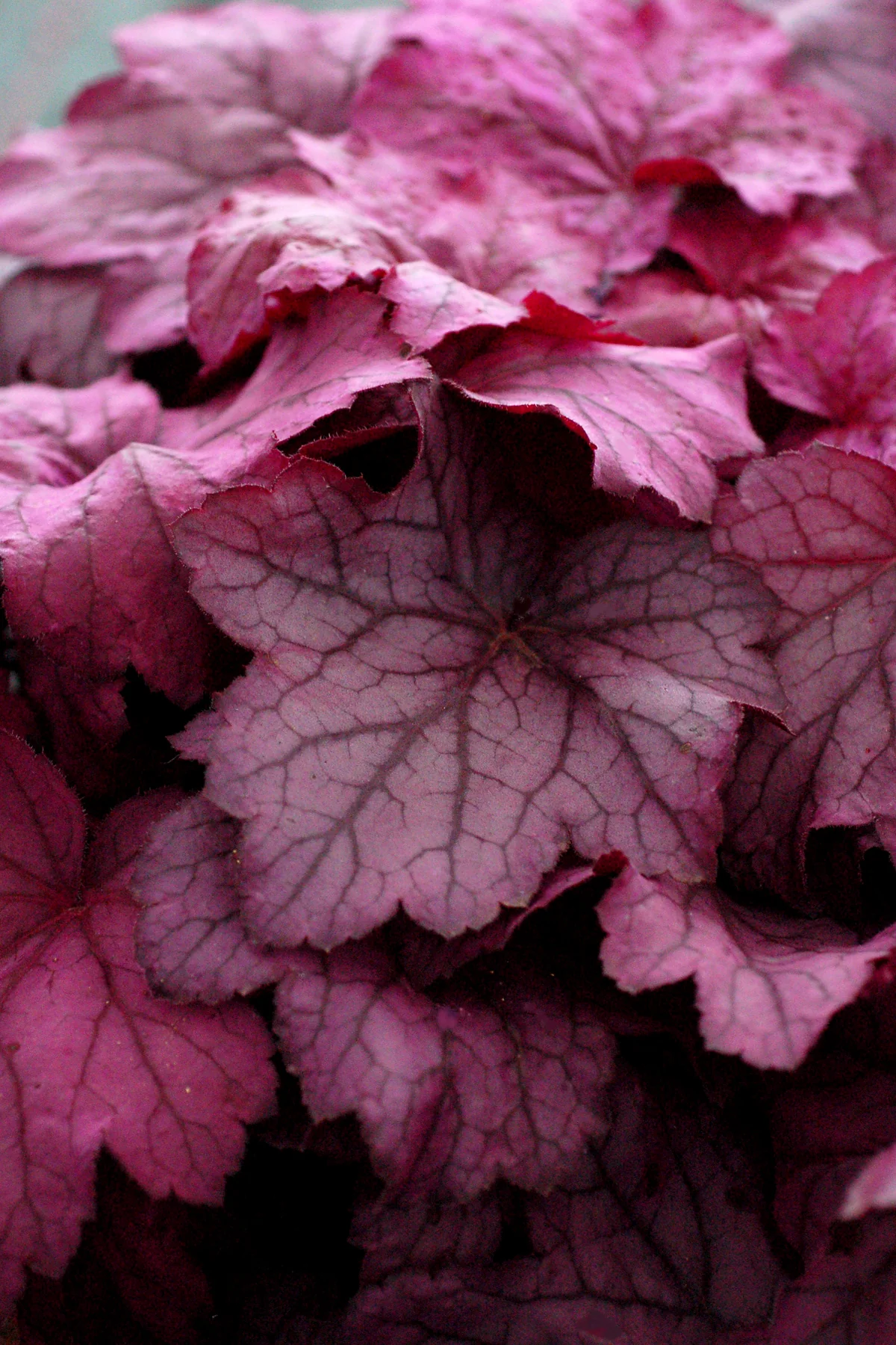 Georgia Plum' Heuchera | Creekside Champions™ - Image 6