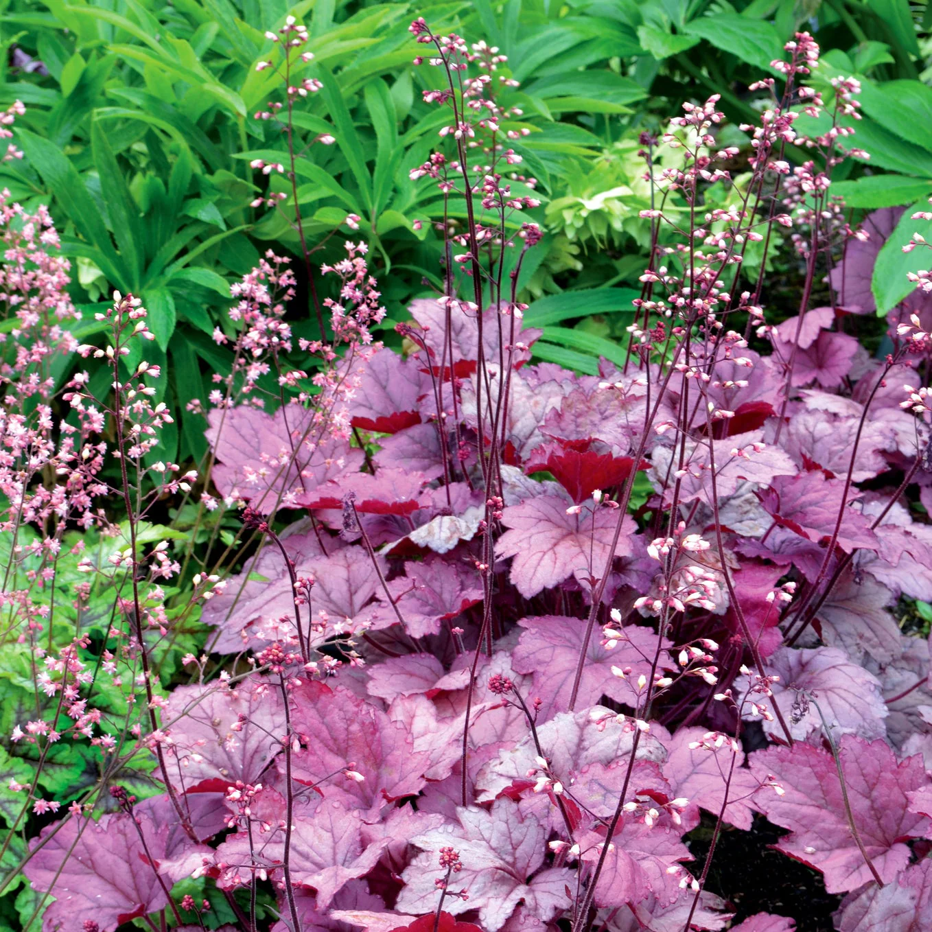 Georgia Plum' Heuchera | Creekside Champions™ - Image 7