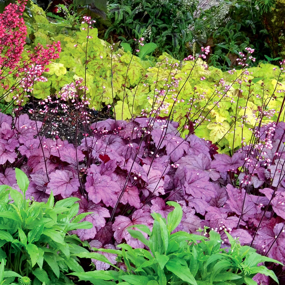 Georgia Plum' Heuchera | Creekside Champions™ - Image 8