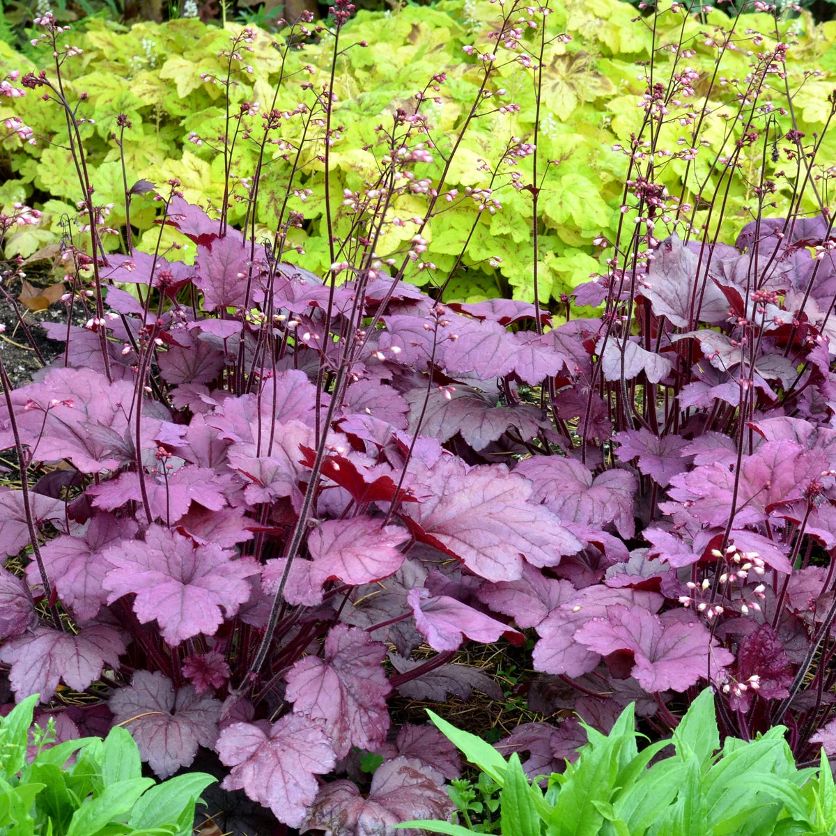Georgia Plum' Heuchera | Creekside Champions™ - Image 9