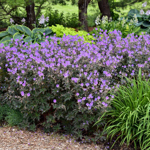 Geranium 'Boom Chocolatta' - Image 2