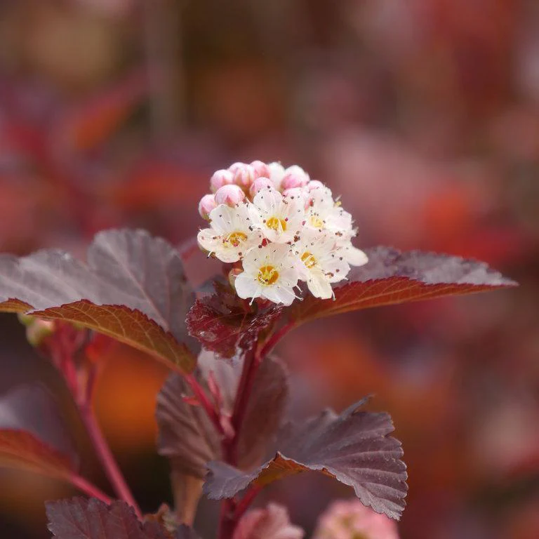 GINGER WINE® Ninebark