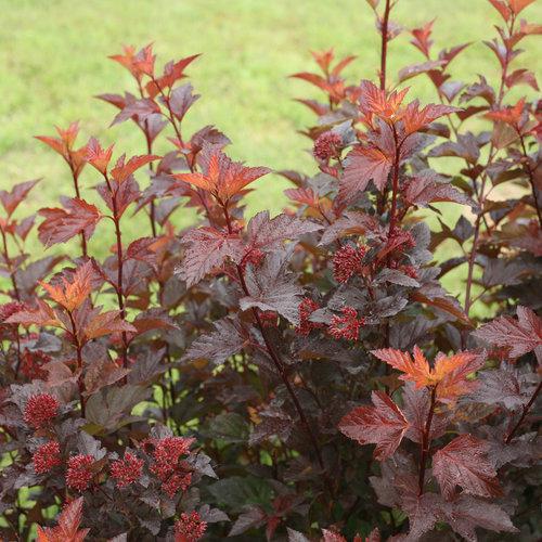 GINGER WINE® Ninebark - Image 2