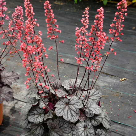 Dolce® 'Glazed and Infused' Heuchera | Proven Winners®