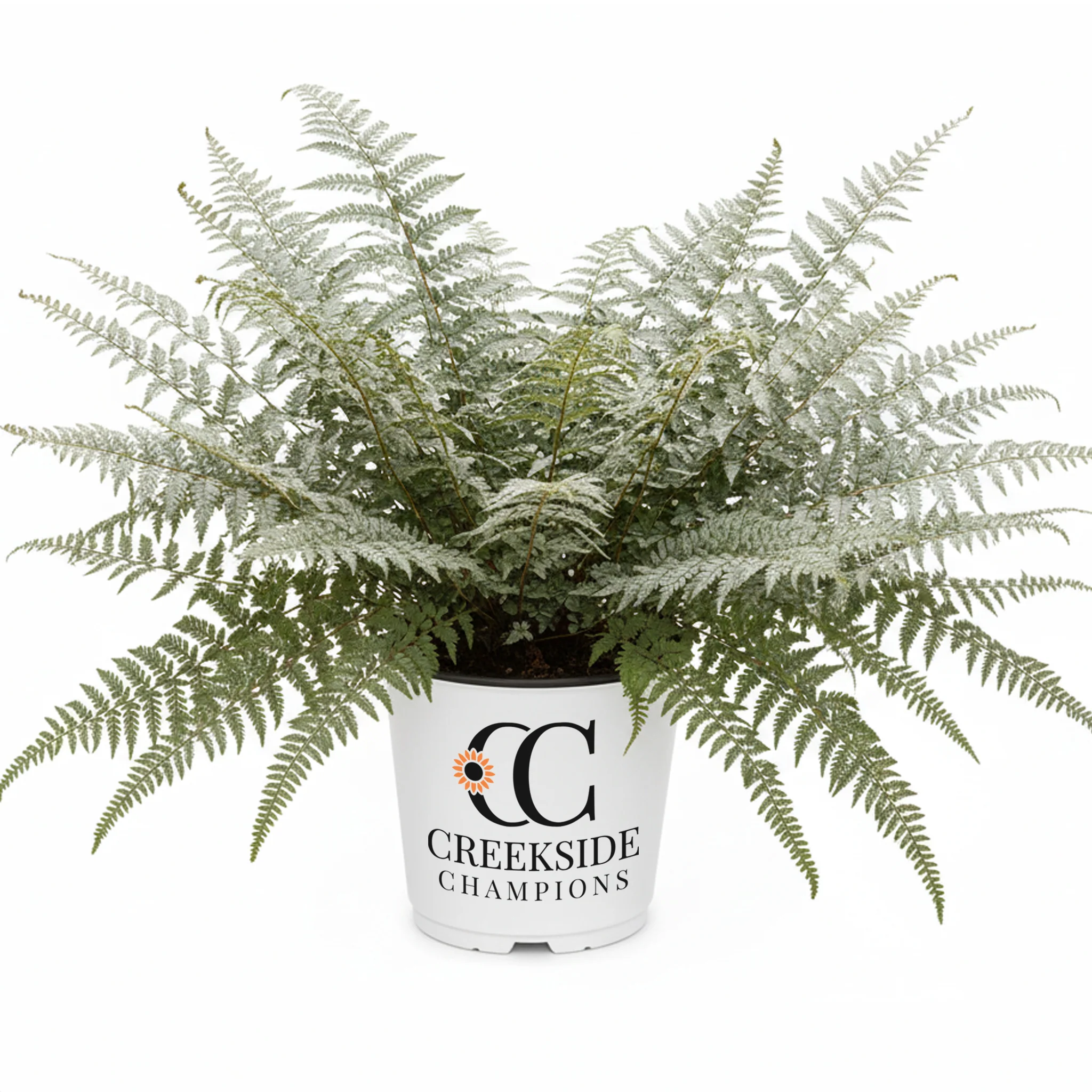 Godzilla' Giant Japanese Painted Fern | Creekside Champions™