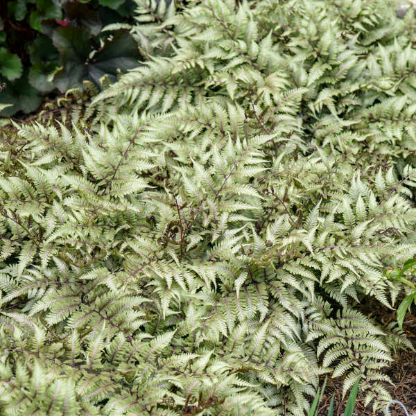 Godzilla' Giant Japanese Painted Fern | Creekside Champions™ - Image 2