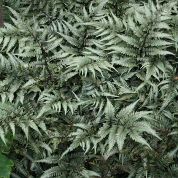 Godzilla' Giant Japanese Painted Fern | Creekside Champions™ - Image 3