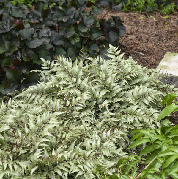 Godzilla' Giant Japanese Painted Fern | Creekside Champions™ - Image 4