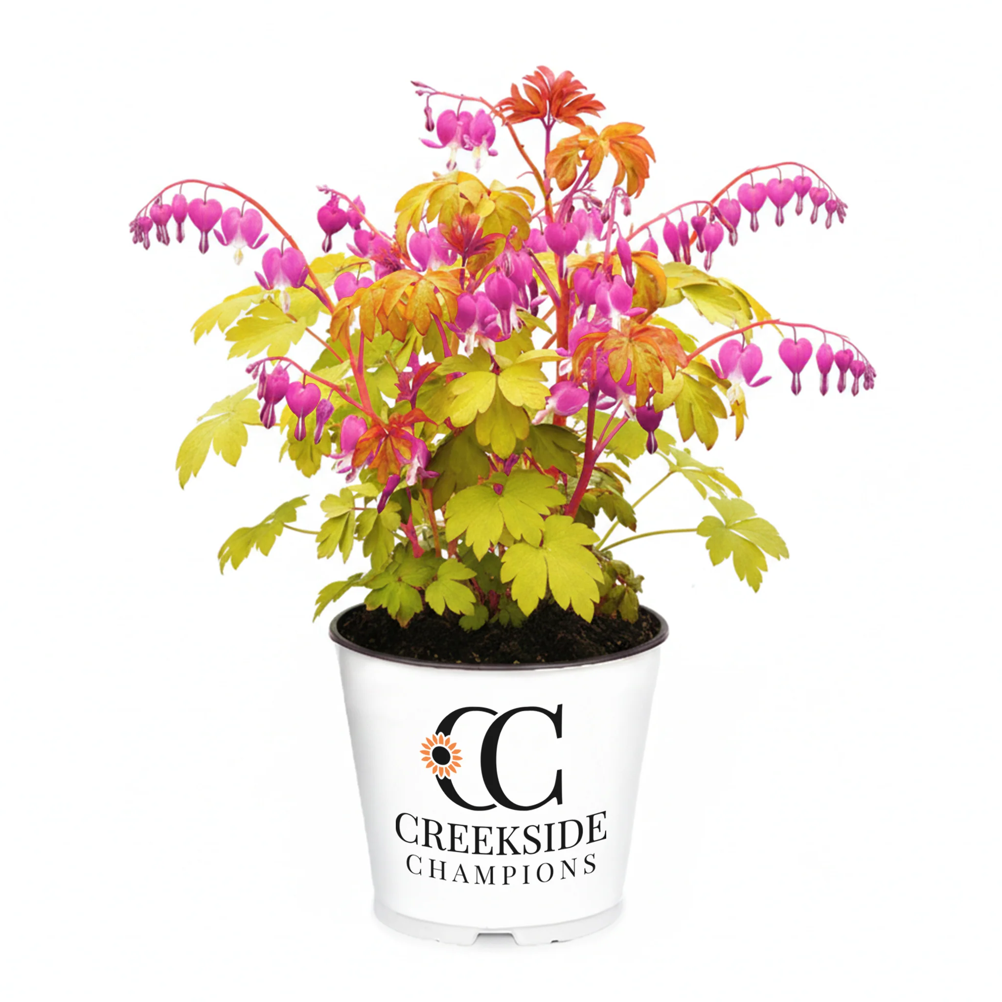 Gold Heart' Dicentra | Creekside Champions™