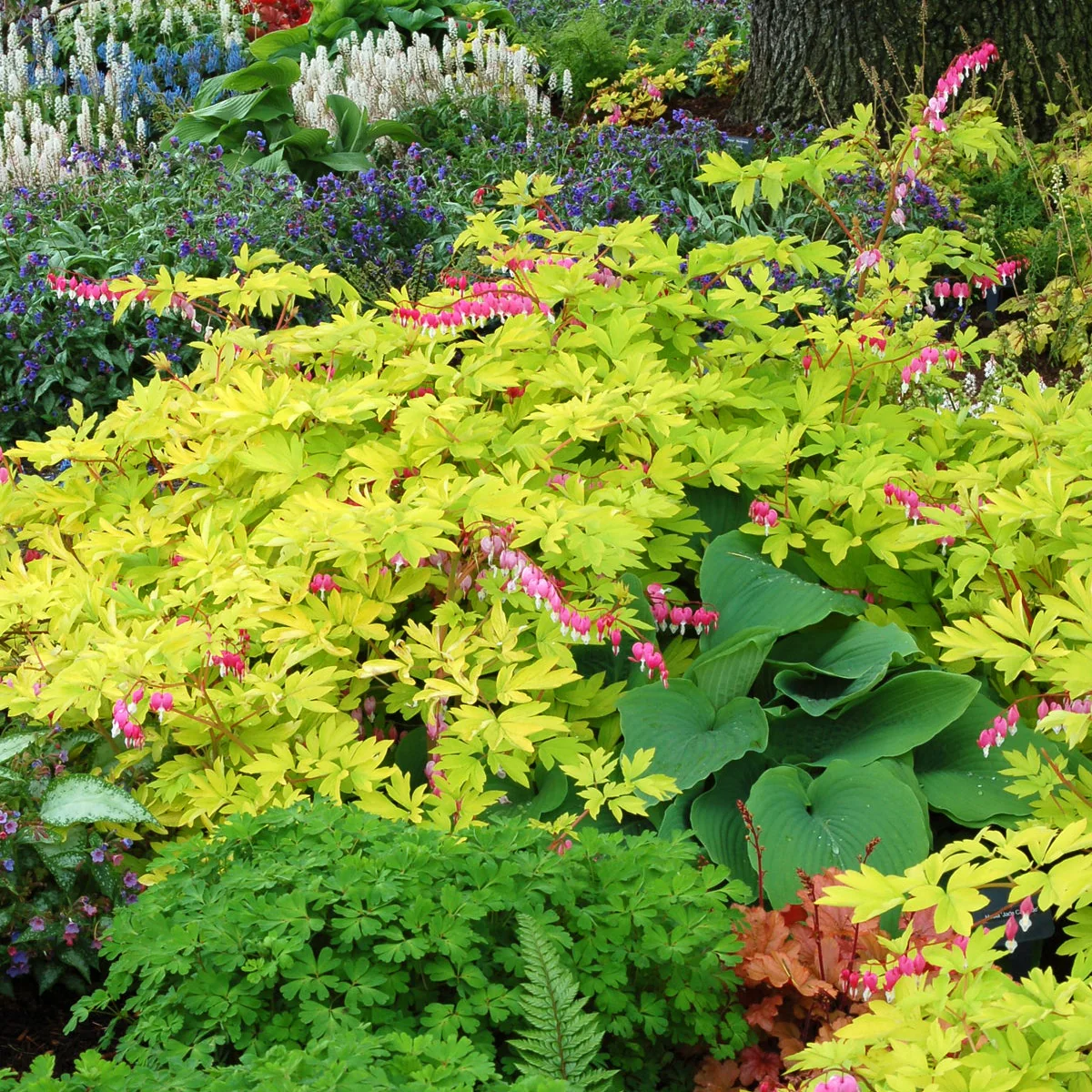 Gold Heart' Dicentra | Creekside Champions™ - Image 10