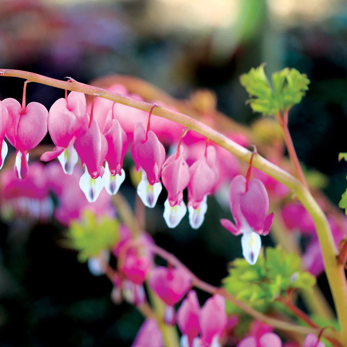 Gold Heart' Dicentra | Creekside Champions™ - Image 11