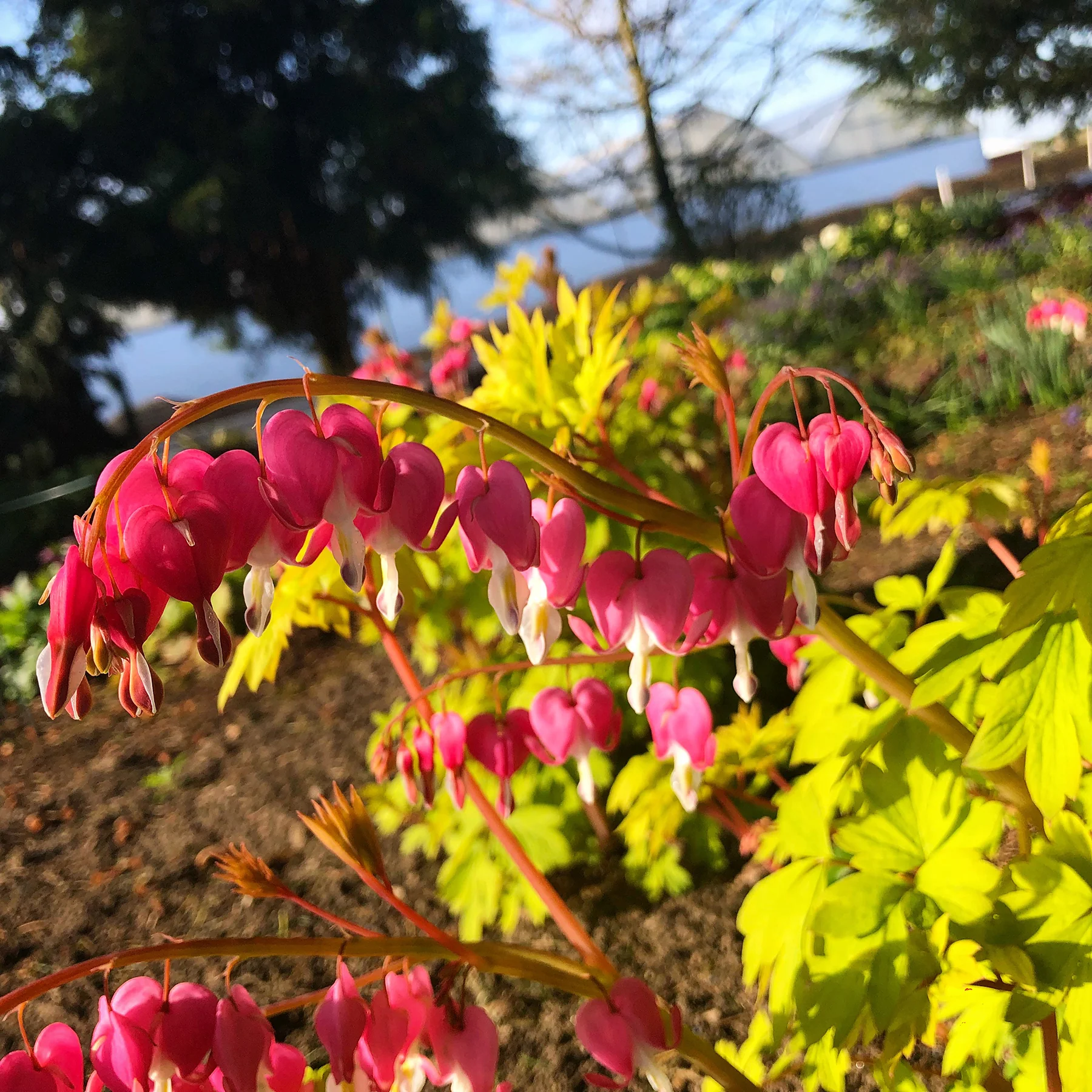Gold Heart' Dicentra | Creekside Champions™ - Image 12