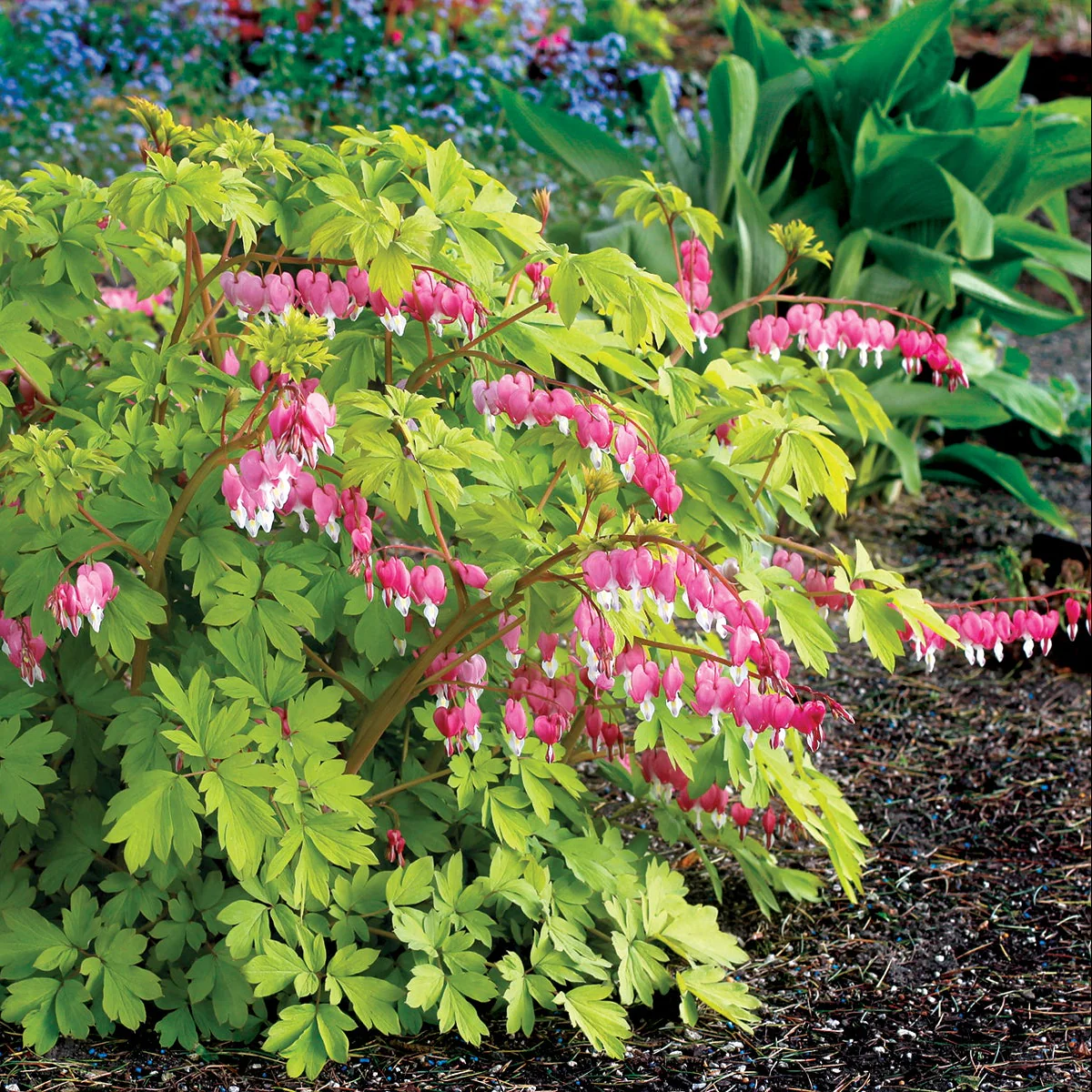 Gold Heart' Dicentra | Creekside Champions™ - Image 13