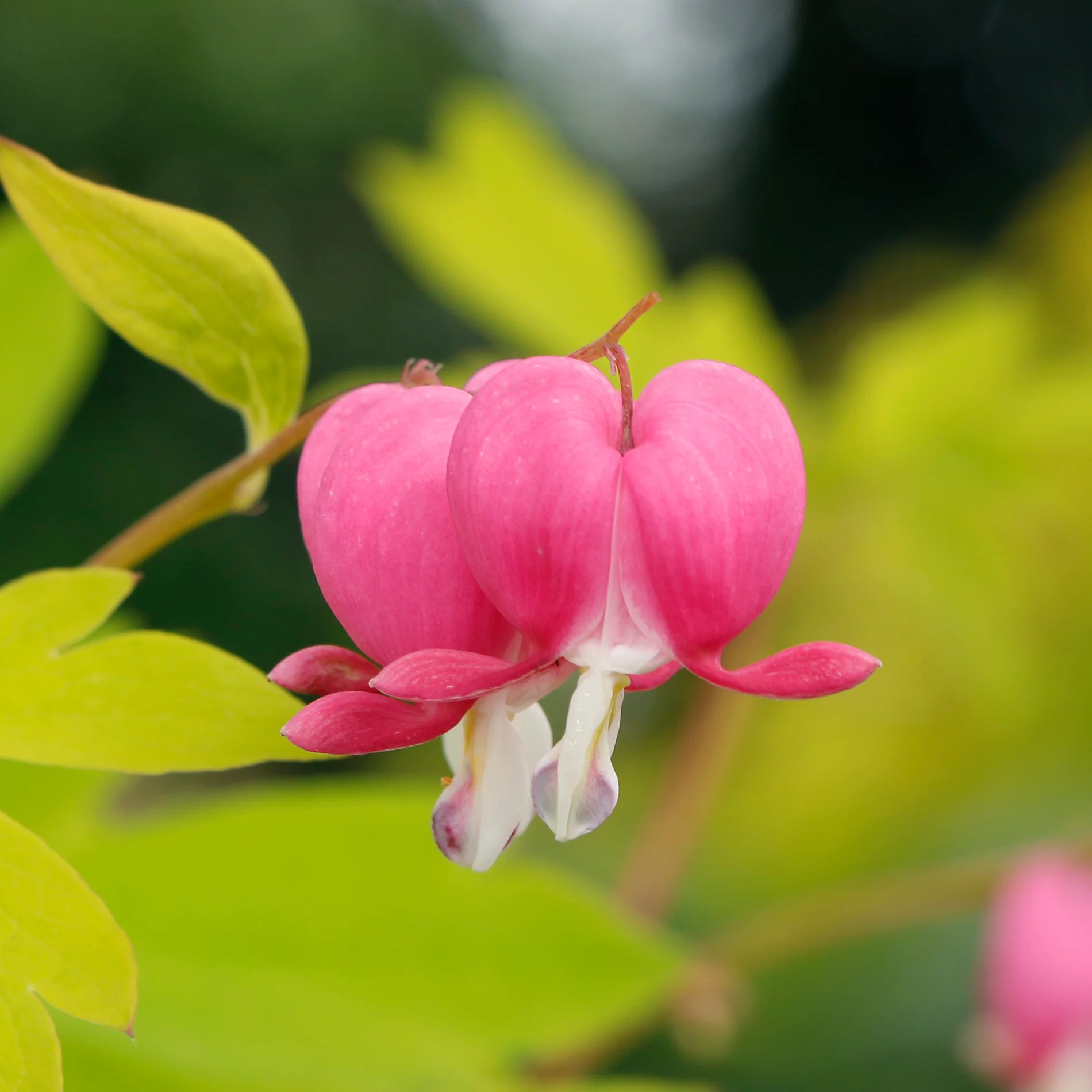 Gold Heart' Dicentra | Creekside Champions™ - Image 14