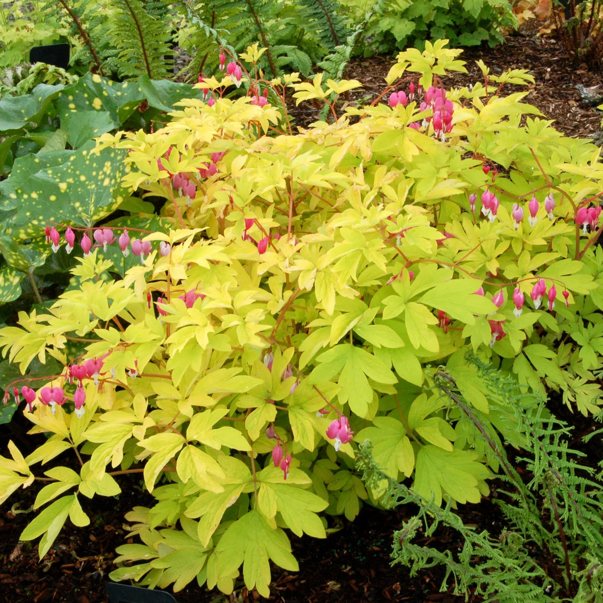 Gold Heart' Dicentra | Creekside Champions™ - Image 2