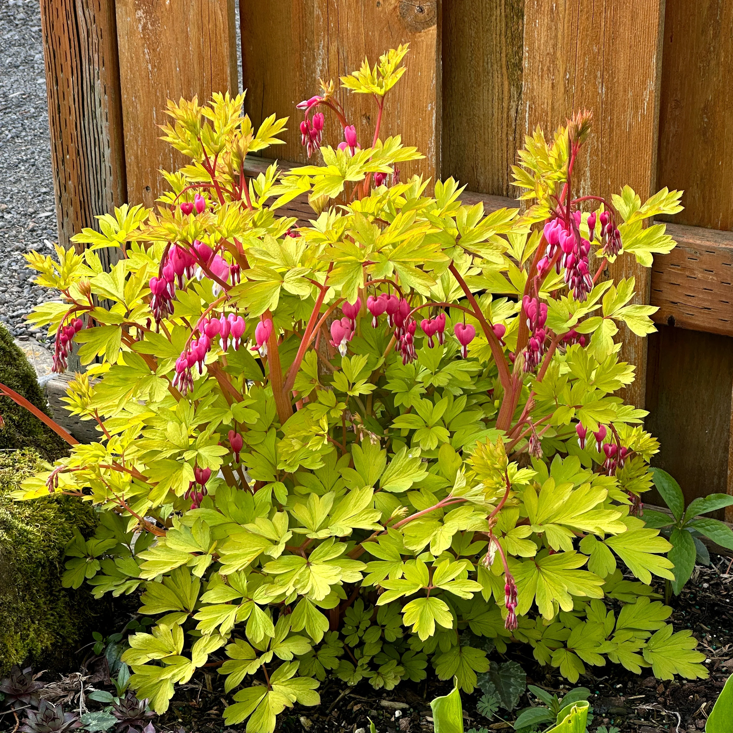 Gold Heart' Dicentra | Creekside Champions™ - Image 3