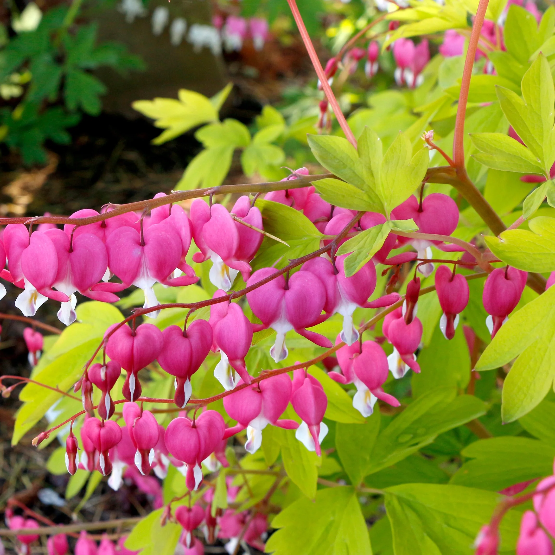 Gold Heart' Dicentra | Creekside Champions™ - Image 4