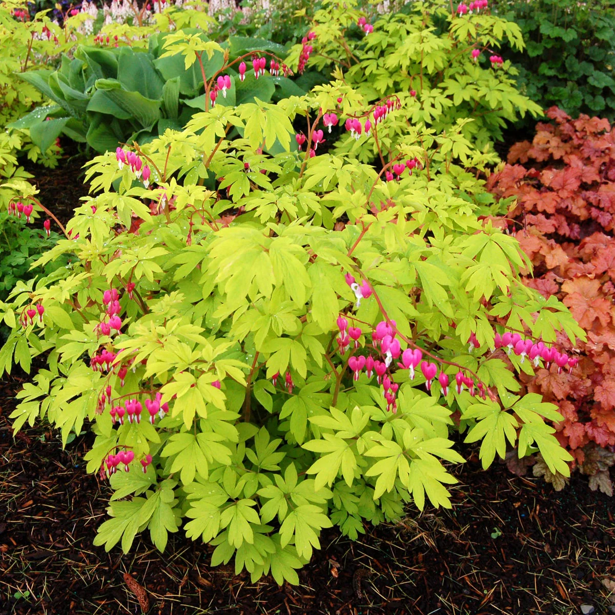 Gold Heart' Dicentra | Creekside Champions™ - Image 5