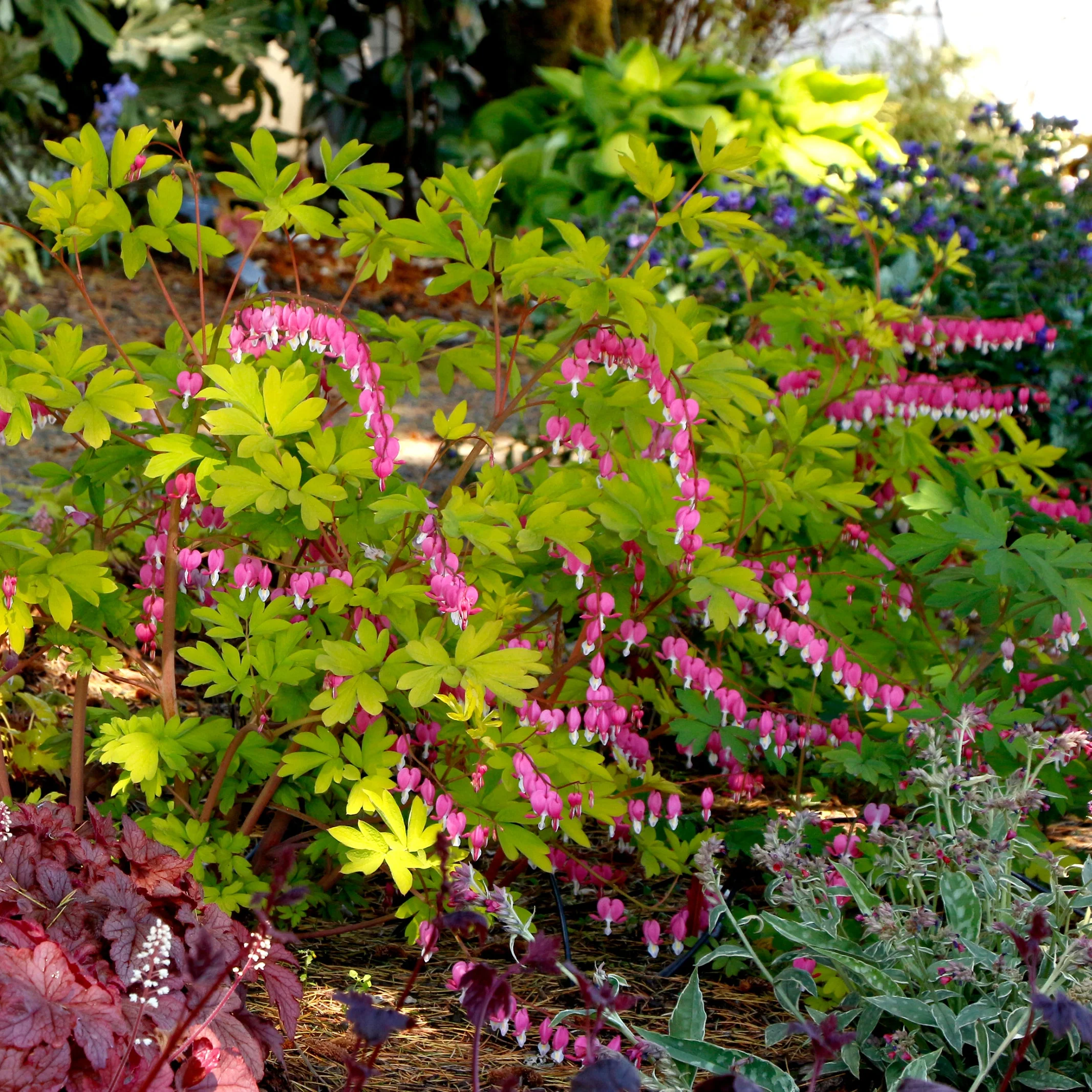 Gold Heart' Dicentra | Creekside Champions™ - Image 6