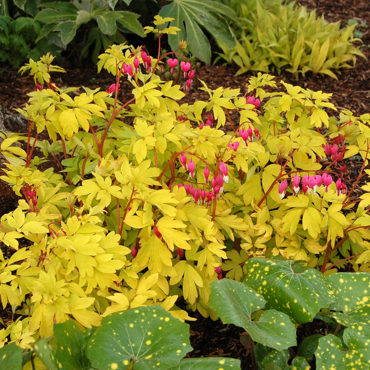 Gold Heart' Dicentra | Creekside Champions™ - Image 7