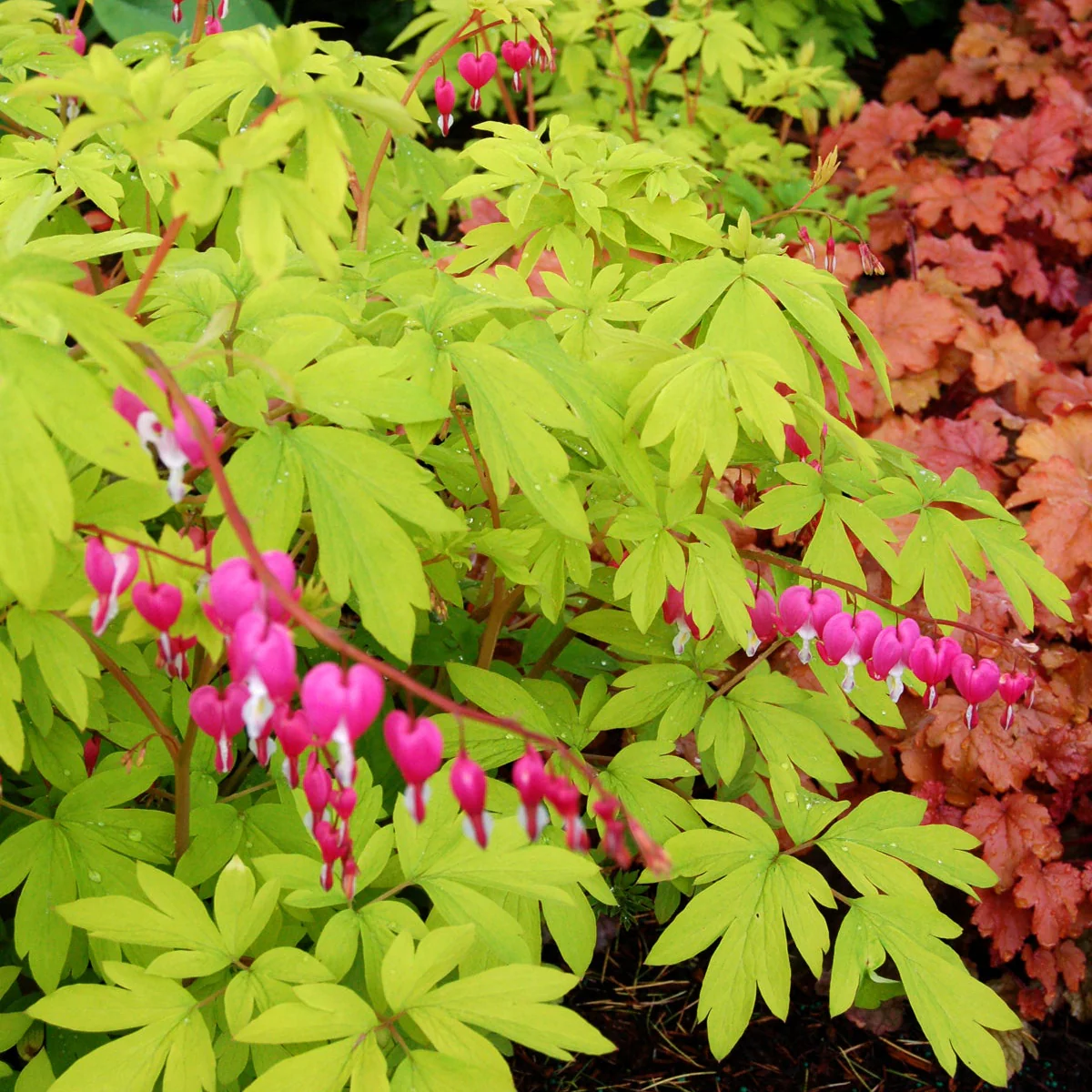 Gold Heart' Dicentra | Creekside Champions™ - Image 8