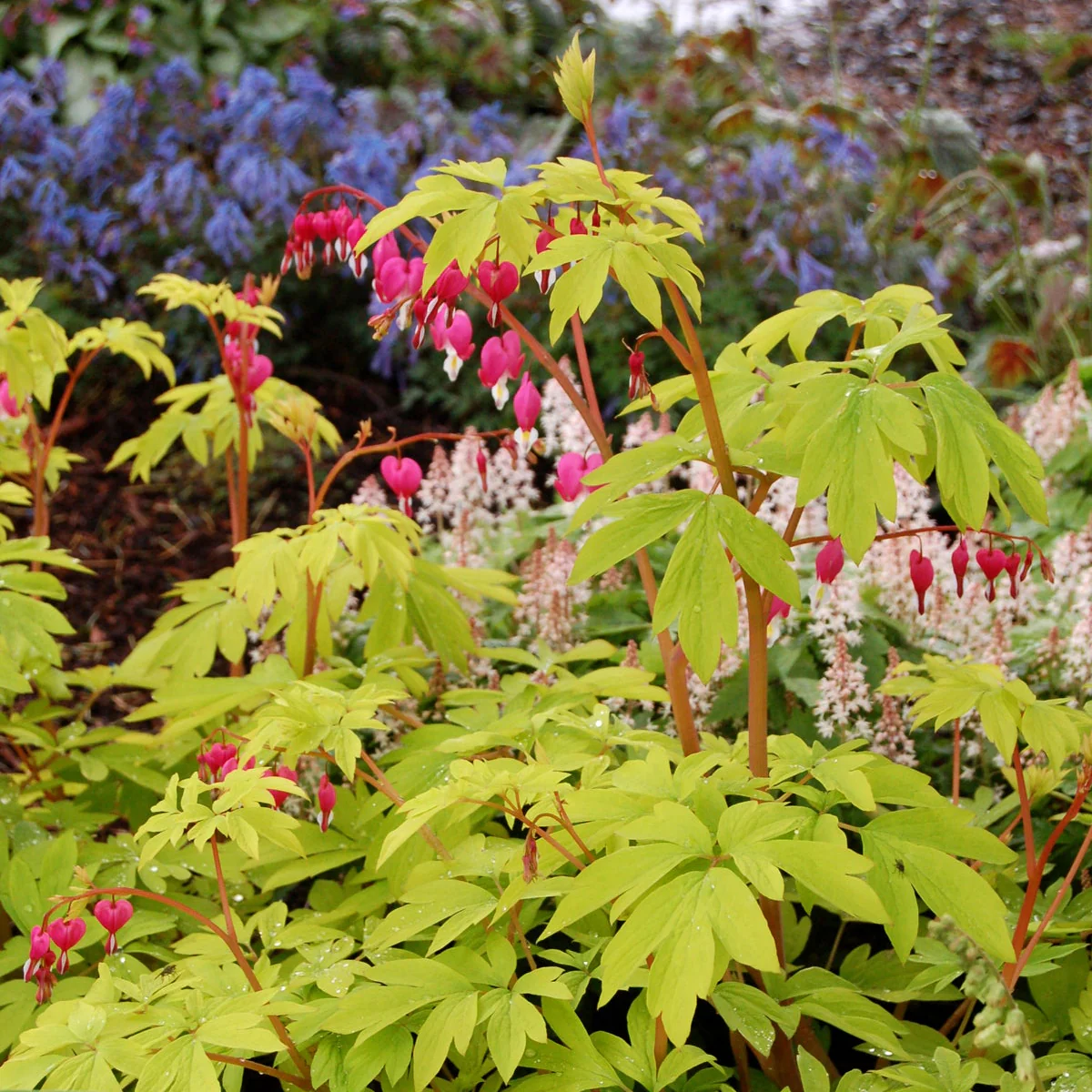 Gold Heart' Dicentra | Creekside Champions™ - Image 9