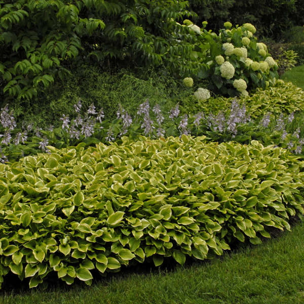Golden Tiara' Hosta | Creekside Champions™ - Image 2