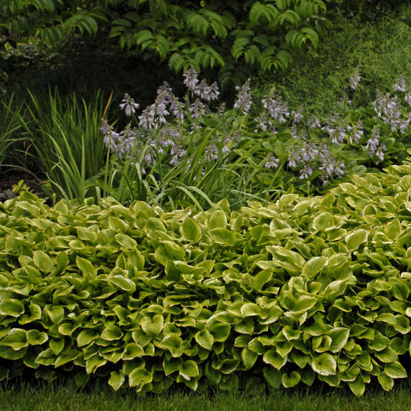 Golden Tiara' Hosta | Creekside Champions™ - Image 3