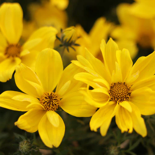 Goldilocks Rocks® Bidens | Proven Winners® - Image 2