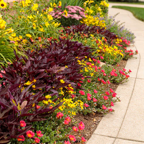 Goldilocks Rocks® Bidens | Proven Winners® - Image 3