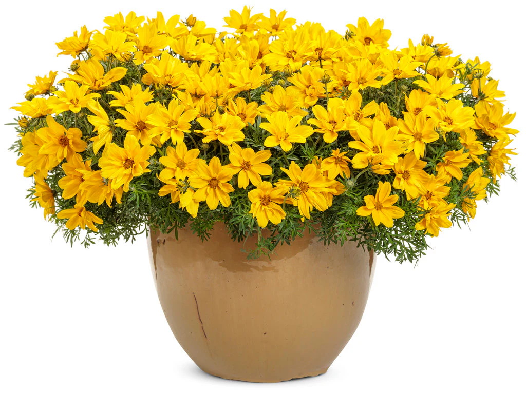 Goldilocks Rocks® Bidens | Proven Winners® - Image 4