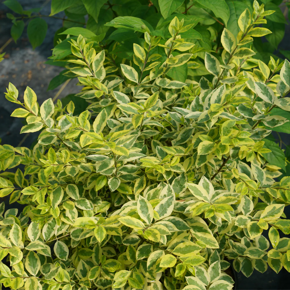 GOOD VIBRATIONS® Privet