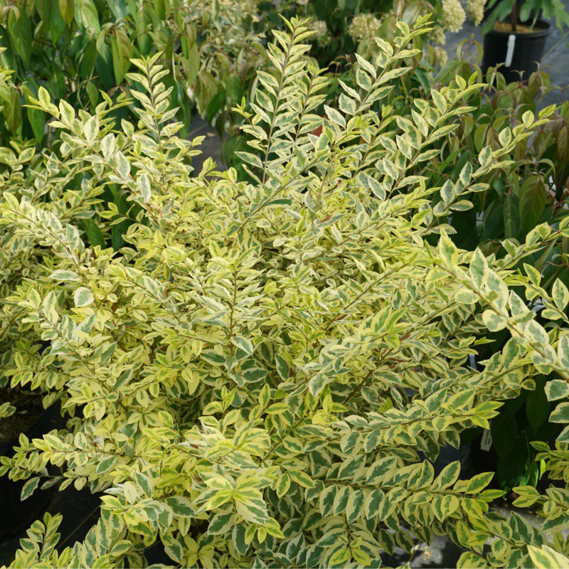 GOOD VIBRATIONS® Privet - Image 2