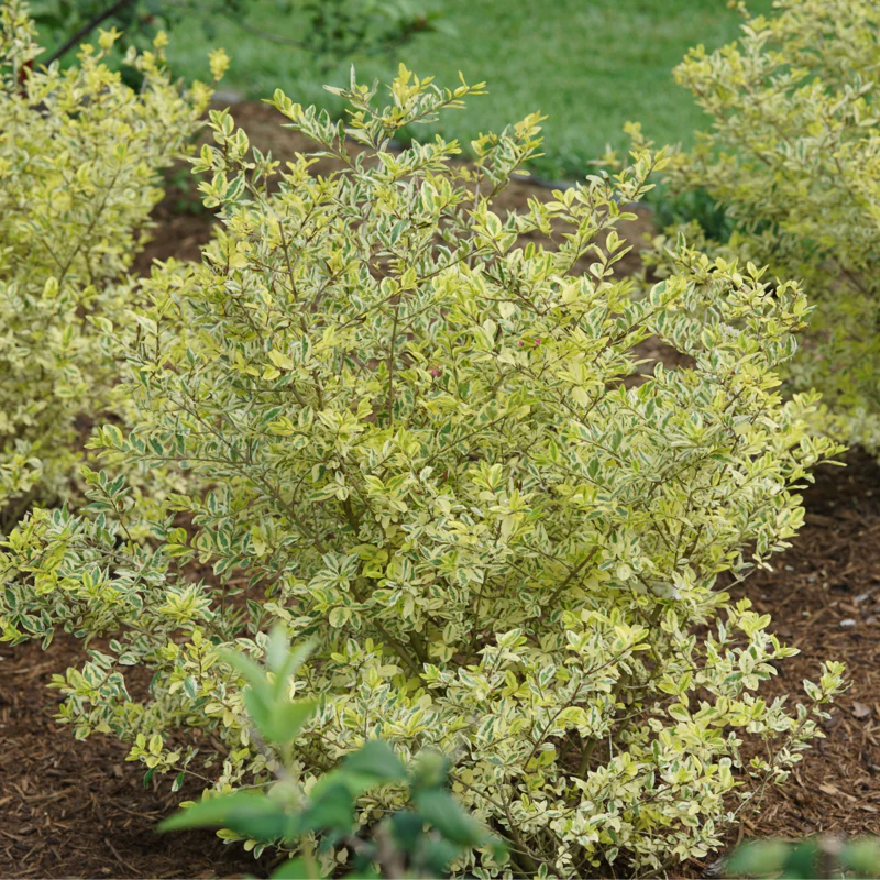 GOOD VIBRATIONS® Privet - Image 3